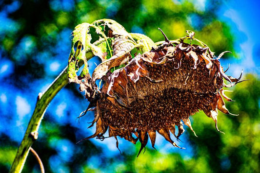Summer Forgotten, 2023, photography, 17 x 22 in. / 43.18 x 55.88 cm.