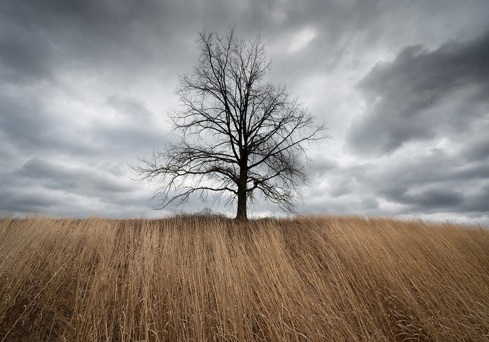 The Watcher, 2011, photography, 14 x 20 in. / 35.56 x 50.8 cm.