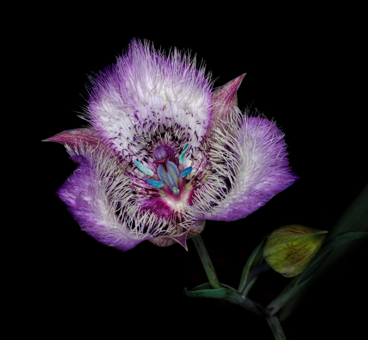 Tolmis's Mariposa Lily, 2024, photography, 16 x 20 in. / 40.64 x 50.8 cm.
