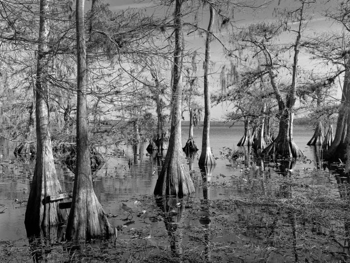 Lake Norris, 2023, silver gelatin print, 24.5 x 28 in. / 62.23 x 71.12 cm.