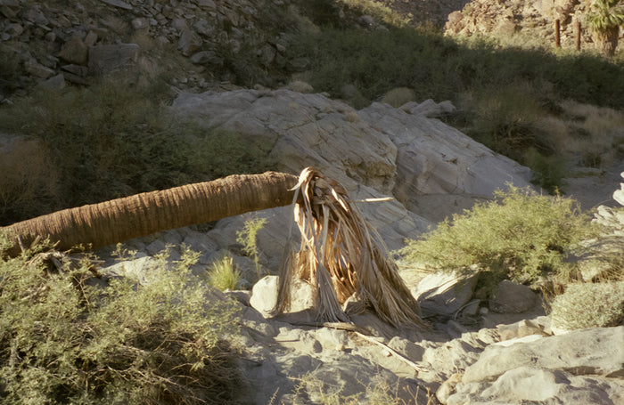 Untitled III, 2022, 35mm film, 8 x 10 in. / 20.32 x 25.4 cm.
