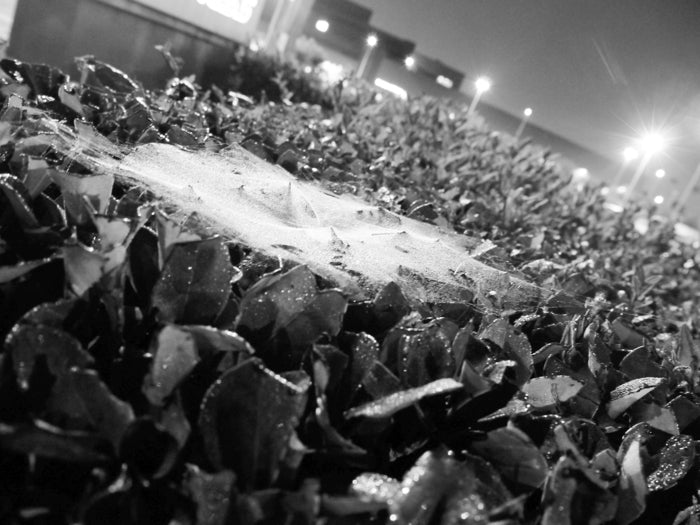 Webs of Dew, 2023, photography, 20 x 30 in. / 50.8 x 76.2 cm.