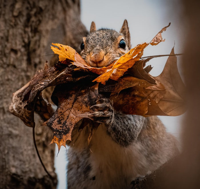 When the Server Asks How My Food Is, 2022, photography, 20 x 30 in. / 50.8 x 76.2 cm.