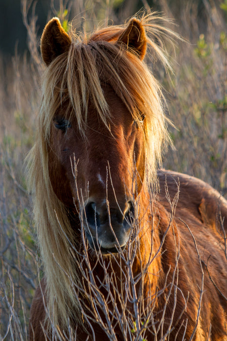 Wild at Heart, 2018, photograph, 24 x 16 in. / 60.96 x 40.5 cm.