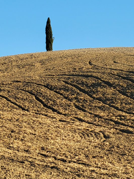 Lone Cypress, 2022, photography, 12 x 9 in. / 30.48 x 22.86 cm.