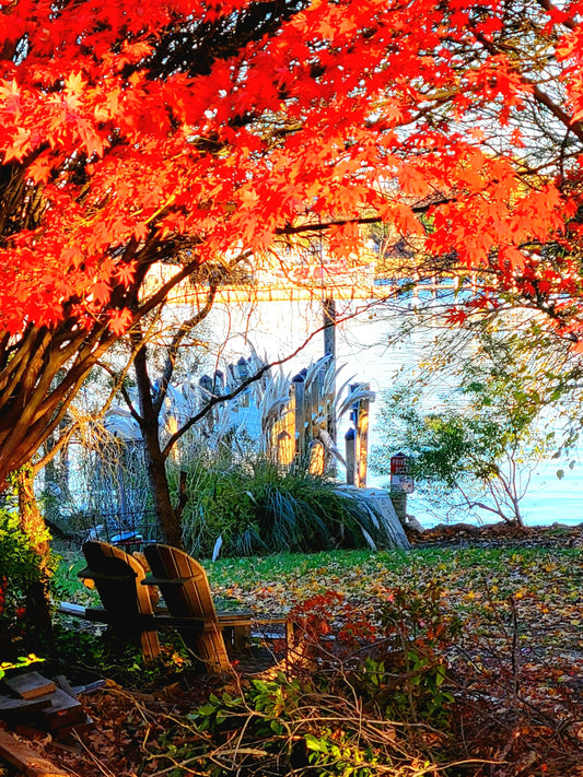 Autumn Embrace Above Adirondack Chairs, 2024, photography, 12 x 9 in. / 30.48 x 22.86 cm.