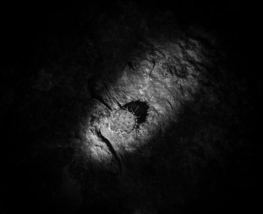 Sans Requiem XIII, Brian Bousman, 2025, analog photography, 11 x 14 in. / 27.94 x 35.56 cm.