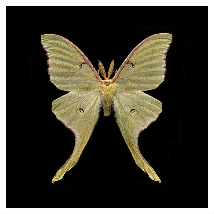 Actias Luna Moth, Doug Clark, 2022, archival giclee print, 30 x 30 in. / 76.2 x 76.2 cm.