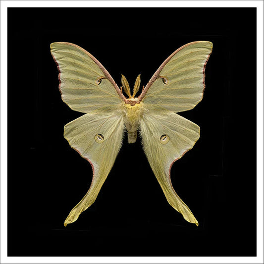 Actias Luna Moth, Doug Clark, 2022, archival giclee print, 30 x 30 in. / 76.2 x 76.2 cm.