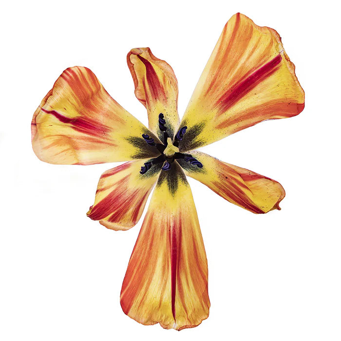 Dutch Tulip Dissected, Tal Shpantzer, 2021, digital pigment print, 24 x 24 in. / 60.96 x 60.96 cm.