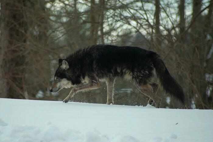 On the Hunt, Michael Swartz, 2022, photograph, 16 x 20 in. / 40.64 x 50.8 cm.