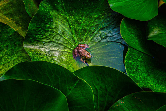 Pond Frog, Sandy Ostroff, 2023, photography, 17 x 22 in. / 43.18 x 55.88 cm.