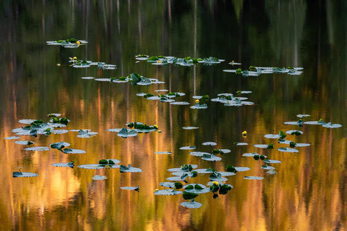 RMNP Nymph Lake, David Simms, 2022, photography, 10 x 16 in. / 25.4 x 40.64 cm.