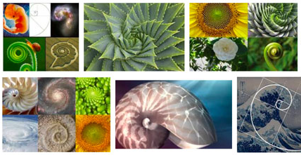 examples of golden ratio in nature and art