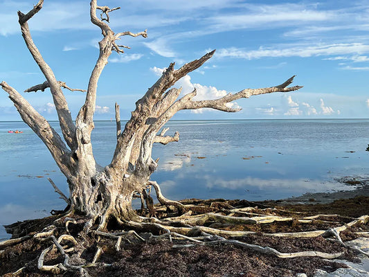 Barren Tree, Harold Silvers, 2023, photography, 12.5 x 16.6 in. / 31.75 x 42.16 cm.