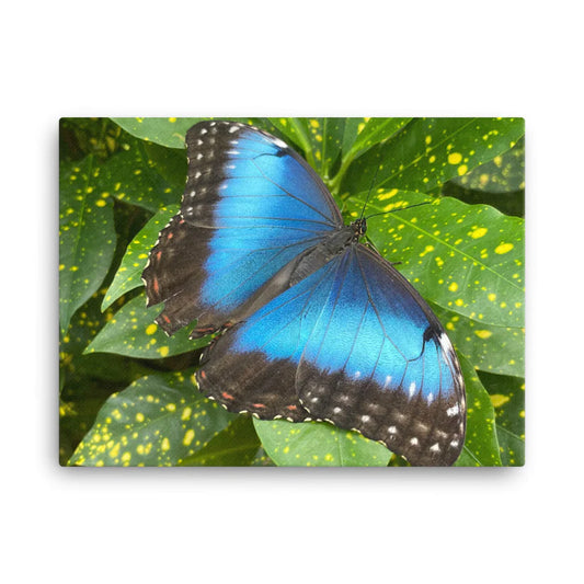 SYDNEY COSDEN  Giant Blue Morpho, 2023, photography on canvas print