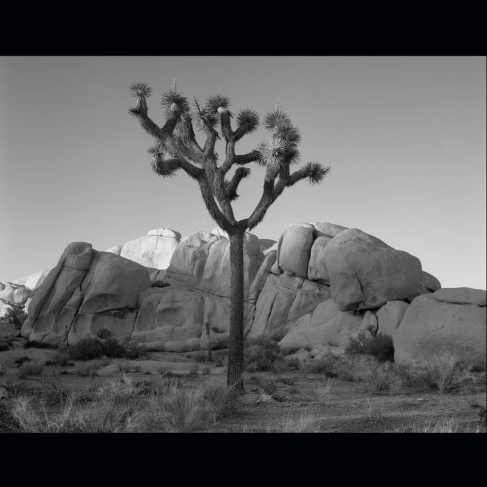 Last Light Joshua Tree, William Lemke, 2010, silver gelatin photograph, 28 x 22 in. / 71.12 x 55.88 cm.