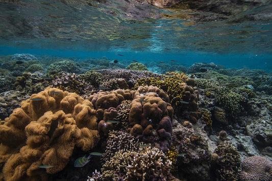 underwater flora coral reef