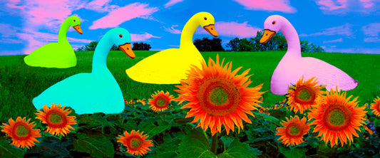 Geese in the Garden, 2013, archival chromogenic print, 14 x 34 in. / 35.56 x 86.36 cm.