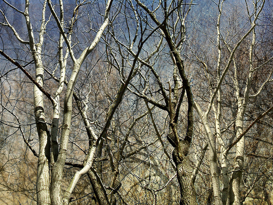 Untitled, 2006, archival giclee, 18 x 24 in. / 45.72 x 60.96 cm.