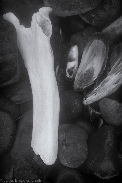 Bob Creek Detail, 2016, digital image and print, 11 x 16 in. / 27.94 x 40.64 cm.