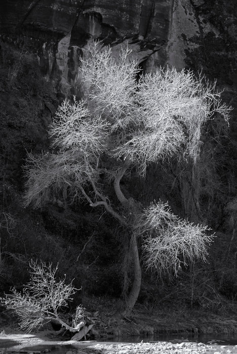 Zion, Vigin River Detail, 2016, photography, 11 x 16 in. / 27.94 x 40.64 cm.