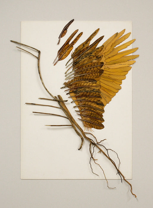 Icarus Botanicus, 2018, dried plant matter and ink on paper, 17 x 23 in. / 43.18 x 58.42 cm.