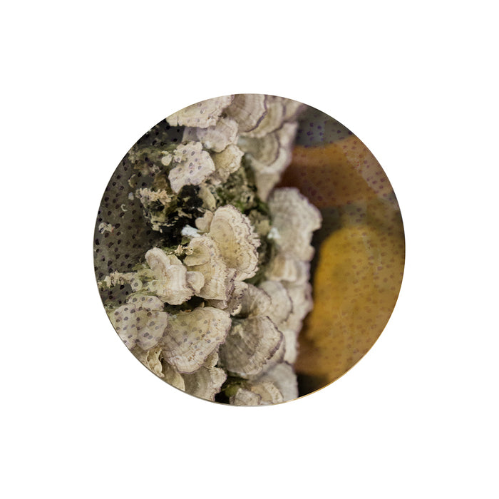 Fungi, Fall, 2021, mixed media, 20 x 20 in. / 50.8 x 50.8 cm.