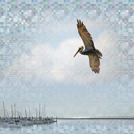 Brown Pelican, 2023, digital photo, 23 x 23 in. / 58.42 x 58.42 cm.