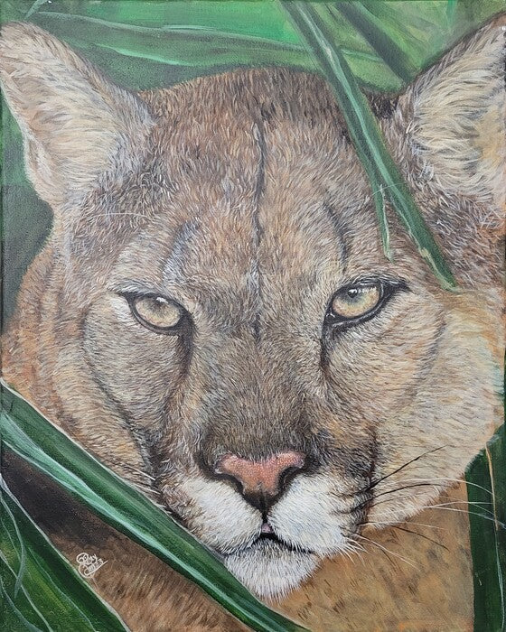 Florida Panther Repose, 2023, acrylic, 20 x 16 in. / 50.8 x 40.64 cm.