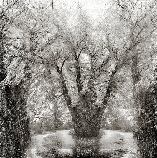 Which Way to Weep, 2024, photography, 44 x 44 in. / 111.76 x 111.76 cm.