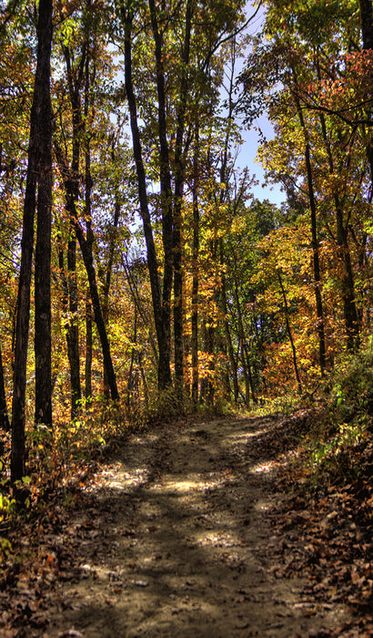 Fall Path Through the Forest, 2010, photography, 10 x 14 in. / 25.4 x 35.56 cm.