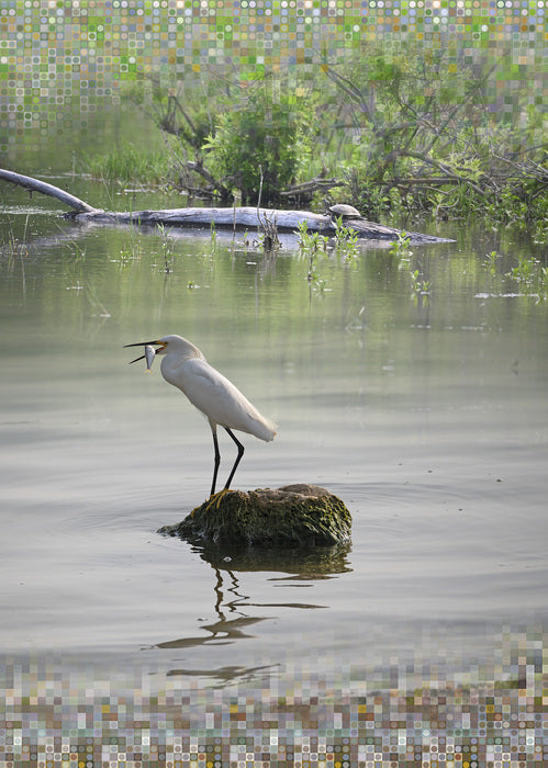 Snowy Egret, 2024, digital photo, 21 x 30 in. / 53.34 x 76.2 cm.