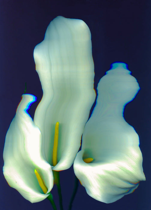 Garden Electric - Calla Lily, 2024, scanographic photography, 24 x 18 in. / 60.96 x 45.72 cm.