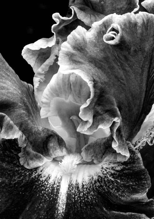 Iris, 2022, photography, 20 x 16 in. / 50.8 x 40.64 cm.
