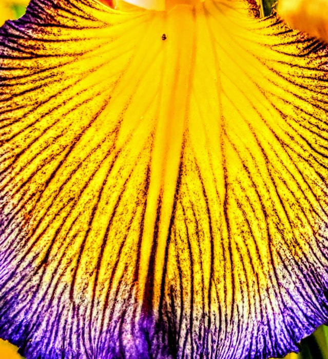 Iris, 2024, metal print photography, 4 x 4 in. / 10.16 x 10.16 cm.