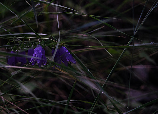 Colorado Wildflower Collection, Harebells A, 2024, photography, 15 x 10 in. / 38.1 x 25.4 cm.