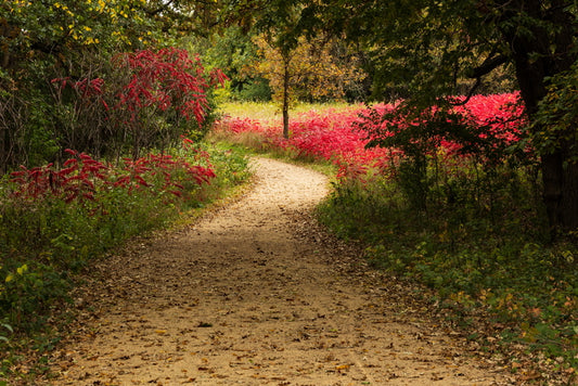 Strolling Through Fall's Color, 2021, framed canvas print, 24 x 48 in. / 60.96 x 121.92 cm.