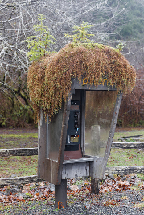 Direct Line to Nature Small, 2024, digital photography, 12 x 8 in. / 30.48 x 20.32 cm.