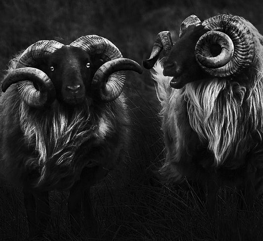 Two Irish Sheep, 2025, photography, 16 x 16 in. / 40.64 x 40.64 cm.