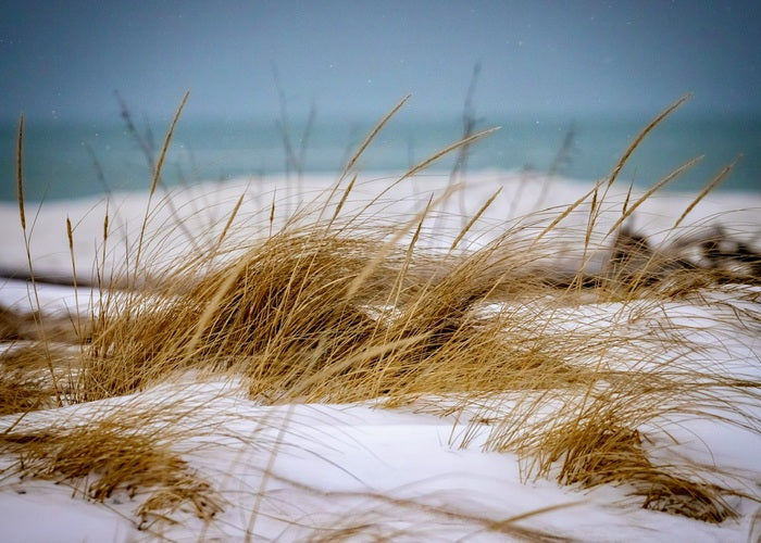 Winter Beachgrass, 2025, photography, 5 x 7 in. / 12.7 x 17.78 cm.