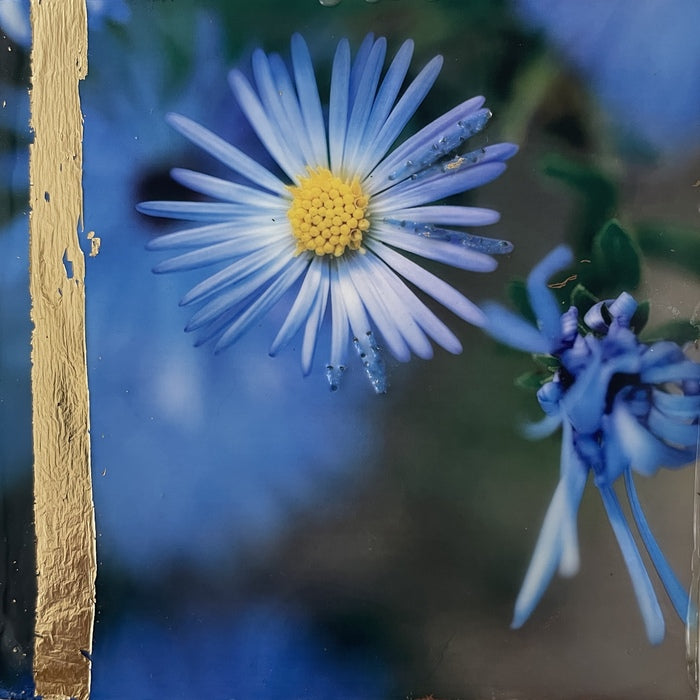 Petals of Perseverance, 2025, photography and encaustic, 4 x 4 in. / 10.16 x 10.16 cm.