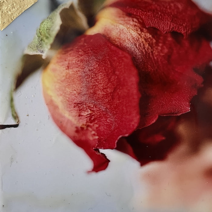 The Rose Remembers, 2025, photography and encaustic, 4 x 4 in. / 10.16 x 10.16 cm.