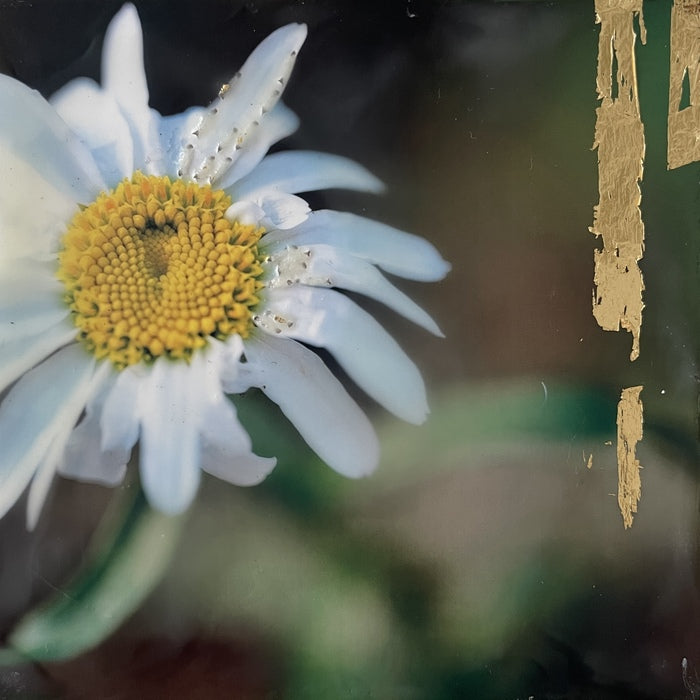 Daisies Light the Way, 2025, photography and encaustic, 4 x 4 in. / 10.16 x 10.16 cm.