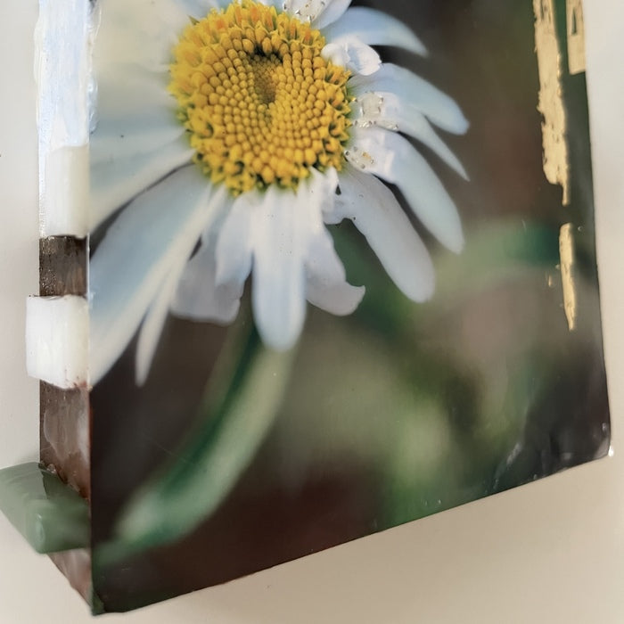 Daisies Light the Way, 2025, photography and encaustic, 4 x 4 in. / 10.16 x 10.16 cm.