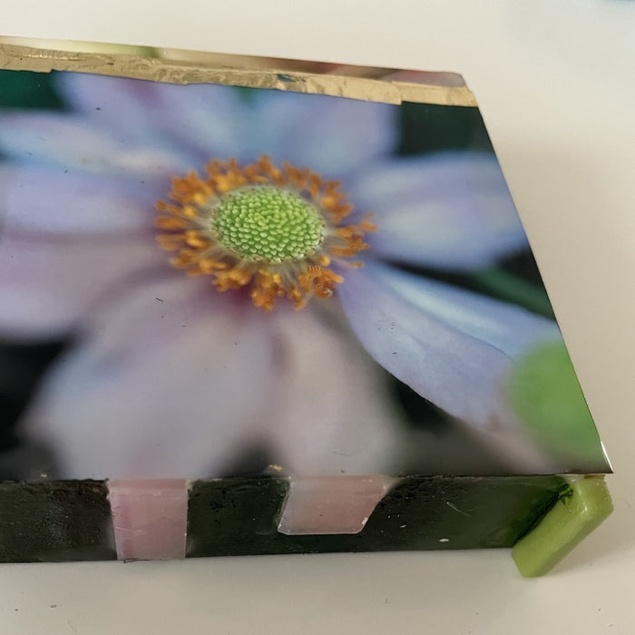 Echoes of the Anemone, 2025, photography and encaustic, 4 x 4 in. / 10.16 x 10.16 cm.