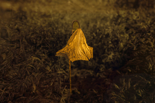 Standing Alone, 2025, photography, 12 x 18 in. / 30.48 x 45.72 cm.