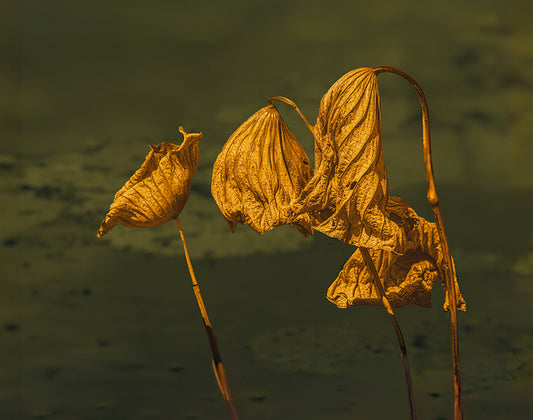Golden Companions, 2025, photography, 20 x 16 in. / 50.8 x 40.64 cm.