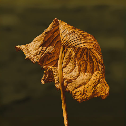 Folding Inward, 2025, photography, 18 x 18 in. / 45.72 x 45.72 cm.