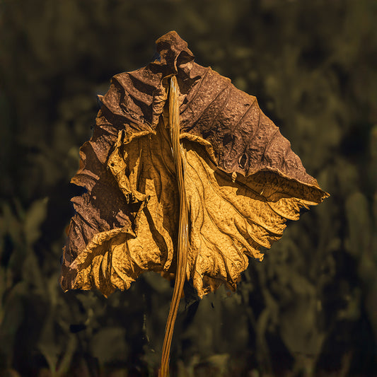 A Muted Shine, 2025, photography, 18 x 18 in. / 45.72 x 45.72 cm.